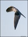 _1SB4911 white-tailed kite
